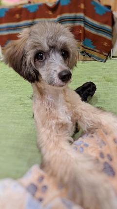 Erotic Escort Massage - Today's photo of Miya(24) Photo1779934