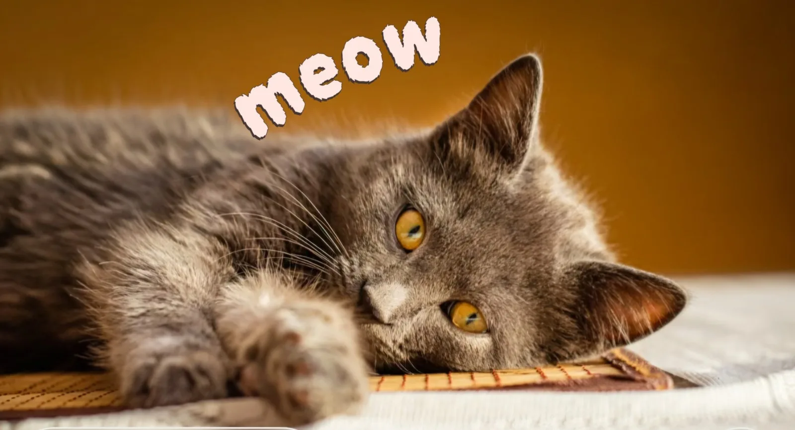 Good evening🐱